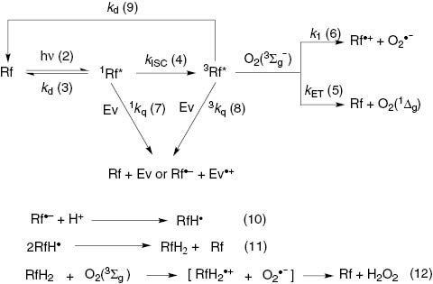 Scheme 2:
Possible reactions in the visible light irradiation of riboflavin (Rf) in the presence of Evernyl (Ev).