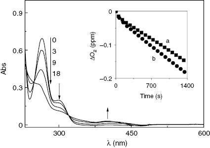 Fig. 2:
Absorption spectra of aqueous solutions 0.041 mM Rf+0.3 mM Ev vs. 0.041 mM Rf upon irradiation, under air-saturated conditions. Numbers on the spectra represent irradiation time in minutes. Inset: Oxygen uptake as a function of blue-light photoirradiation time of aqueous solutions containing: (a) 0.047 mM+0.25 mM Ev and (b)+20 nM SOD.