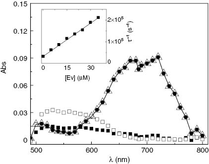 Fig. 3:
Decay-associated spectra after excitation of 40 μM Rf in Ar-saturated aqueous solution in the absence and in the presence of 0.3 mM Ev. The spectra were calculated by globally fitting all the individual-wavelength data using eq. 6 (see experimental section) with two lifetime values. Rf solution: (•) τ1=14.6 μs; (■) τ2=184 μs. Rf+Ev solution: (Δ) τ1=12.9 μs; (□) τ2=148 μs. Inset: Stern–Volmer plot for the quenching of 3Rf* by Ev.