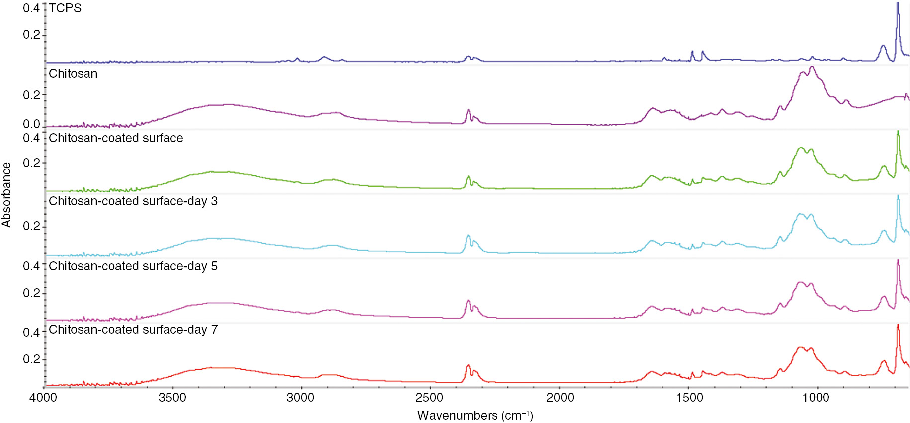 Fig. 1: ATR-FTIR spectra of TCPS, chitosan membrane, and chitosan-coated surfaces before and after the immersion into the medium within the 7 days.