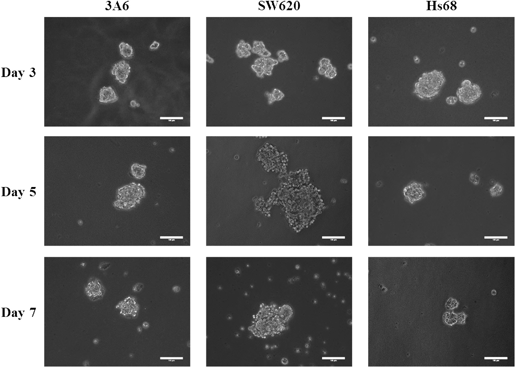 Fig. 3: Optical images of cell spheroids on chitosan-coated surfaces during a 7-day cultured period. Scale bar=100 μm.