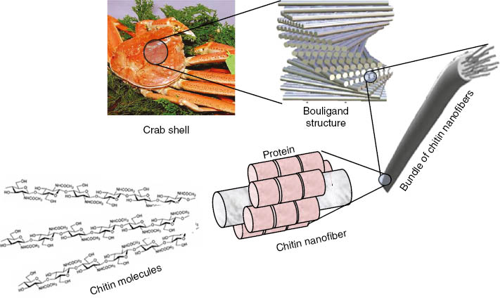 Fig. 2: Schematic presentation of the exoskeleton structure of crab shells. Reprinted with permission from ref. [11].