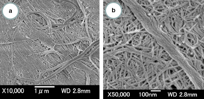 Fig. 3: FE-SEM micrographs of the crab shell surface after removal of the matrix.The length of the scale bars are (a) 1000 nm and (b) 100 nm, respectively. Reprinted with permission from ref. [10].