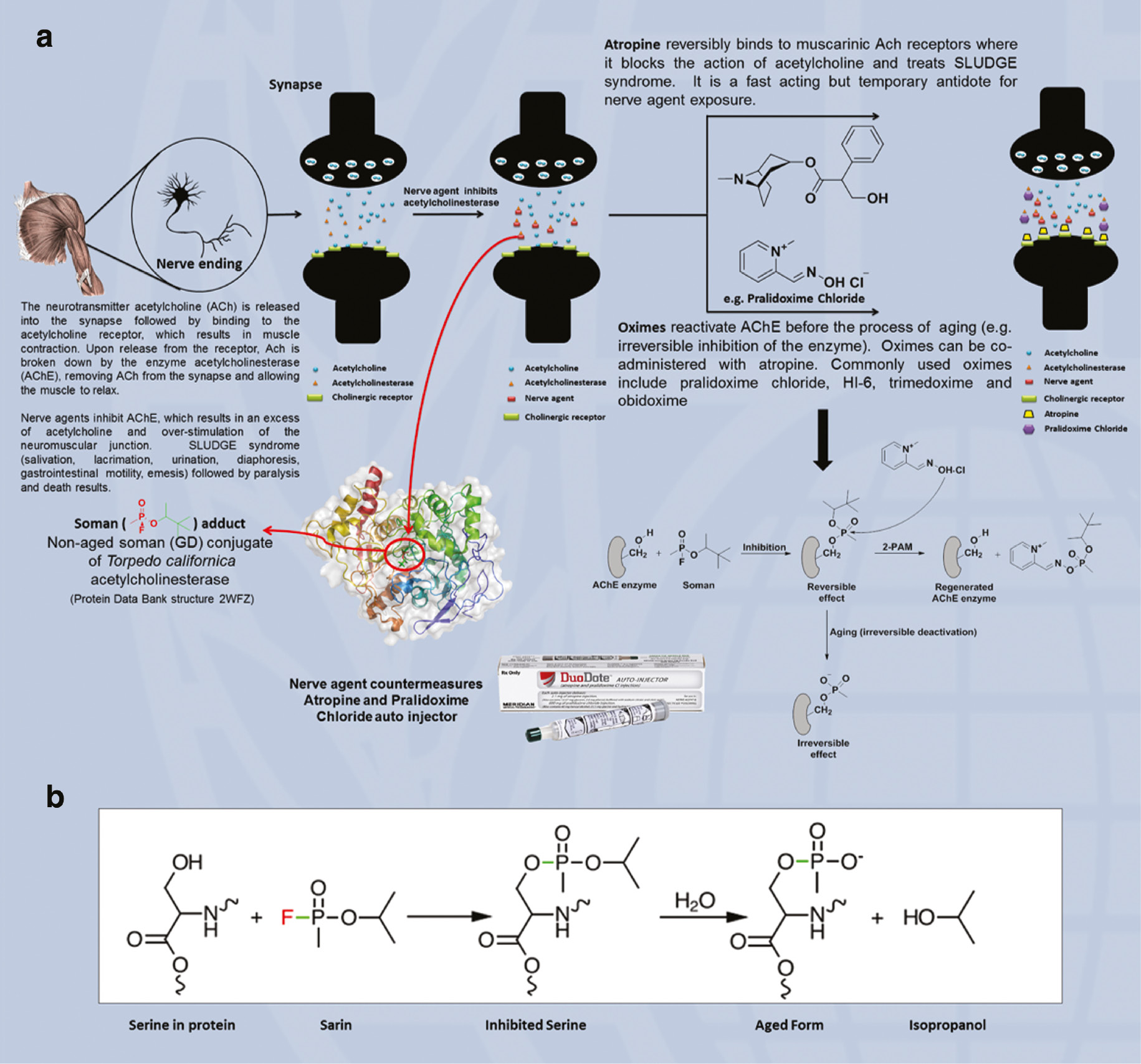 Fig. 2: (a) Method of action of nerve agent countermeasures used in treatment/prevention of toxic effects. (b) Chemistry of nerve agent (sarin) inhibition of ACheE and ageing of the enzyme-inhibitor adduct [13].