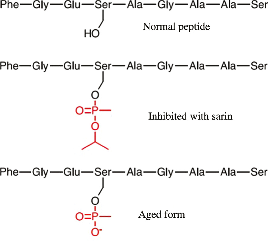 Fig. 8: Peptides indicative of sarin exposure [13].