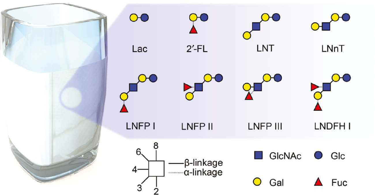 Fig. 1:
The free human milk oligosaccharides standards used in this study.