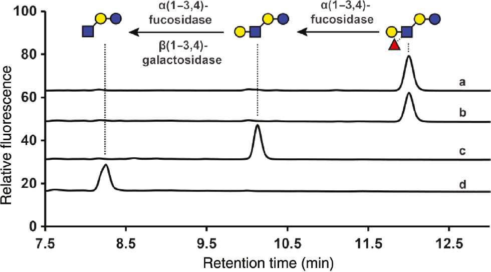 Fig. 5:
The DPPD labeled LNFP II was digested with various exoglycosidases. a) Before digestion. b) Digestion with β(1-3,4)-galactosidase. c) Digestion with β(1-3,4)-fucosidase. d) Digestion with both β(1-3,4)-galactosidase and β(1-3,4)-fucosidase.