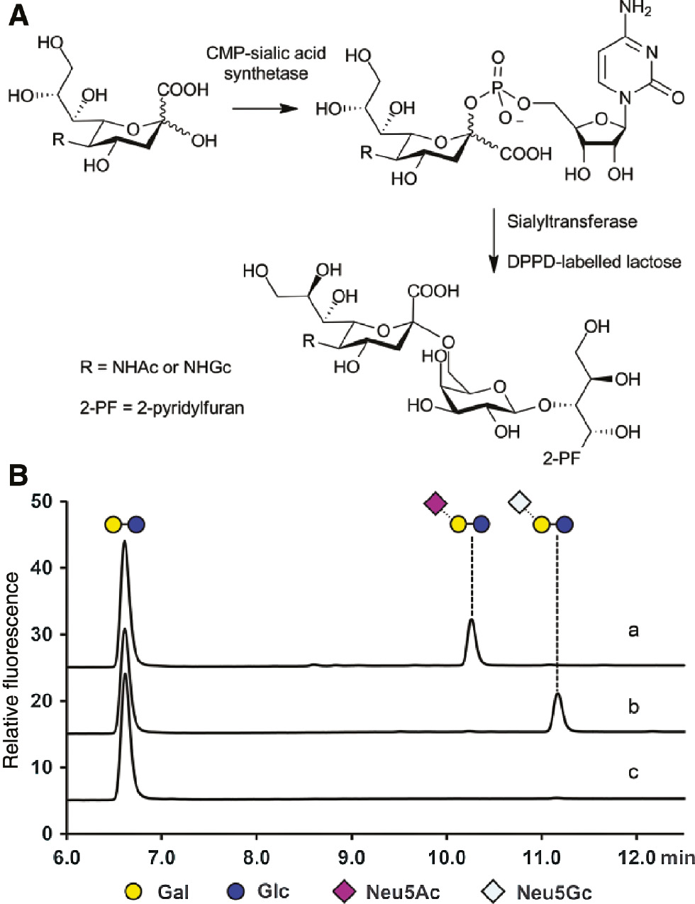 Fig. 6:
(A) The enzymatic sialylation of DPPD-labeled lactose. (B) HPLC analysis of sialyltransferase activity. a: A reaction mixture containing CMP-sialic acid synthetase, α2,6-sialyltransferase and Neu5Ac. b: A reaction mixture containing CMP-sialic acid synthetase, α2,6-sialyltransferase and Neu5Gc. c: A reaction mixture containing only lactose.
