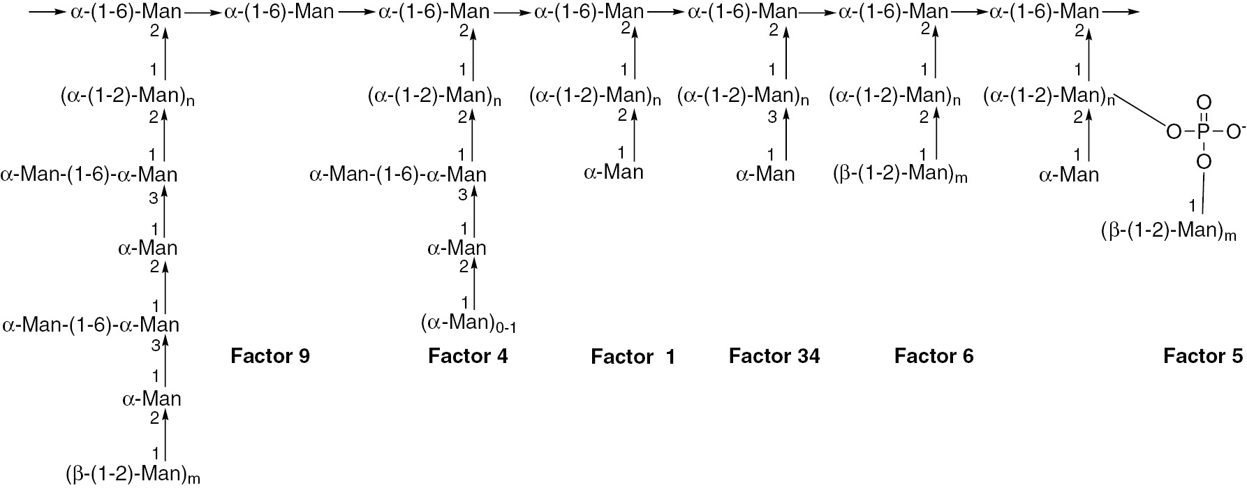 Fig. 1:
Structure of the mannan of the Candida cell wall.
