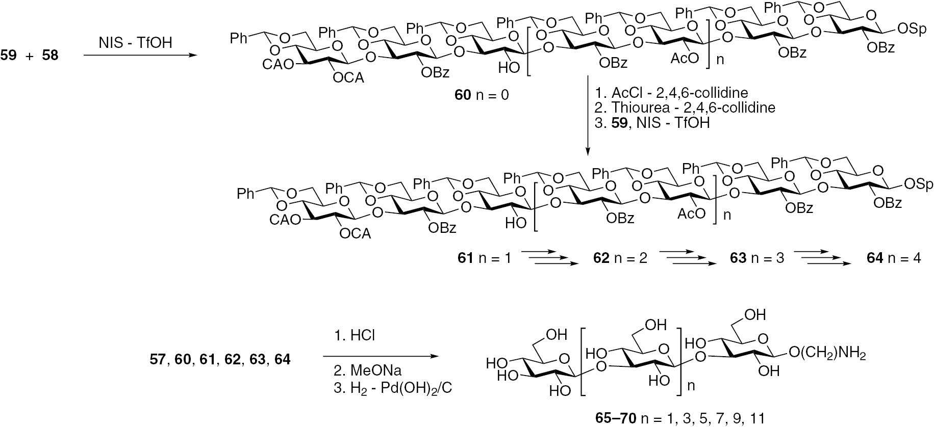 Fig. 10:
Assembly of linear β-(1→3)-oligoglucosides.