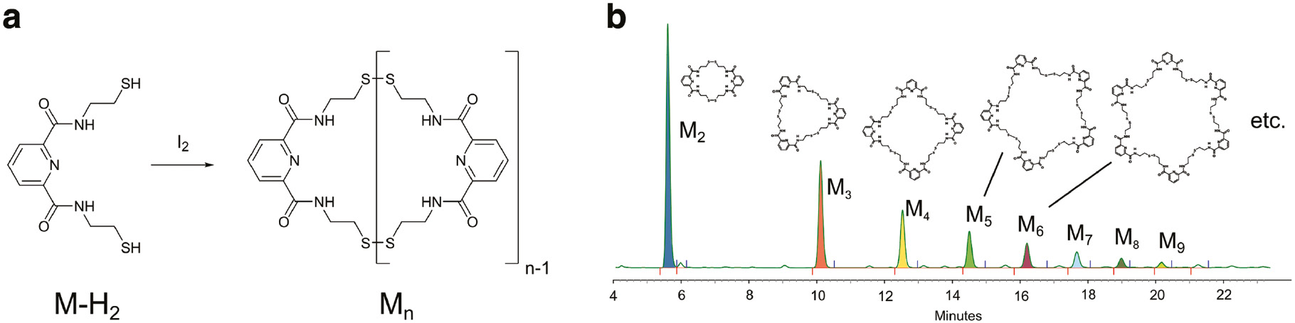 Fig. 2: (a) Formation of dynamic combinatorial library; (b) HPLC trace of the library showing consecutive macrocylic oligomers.