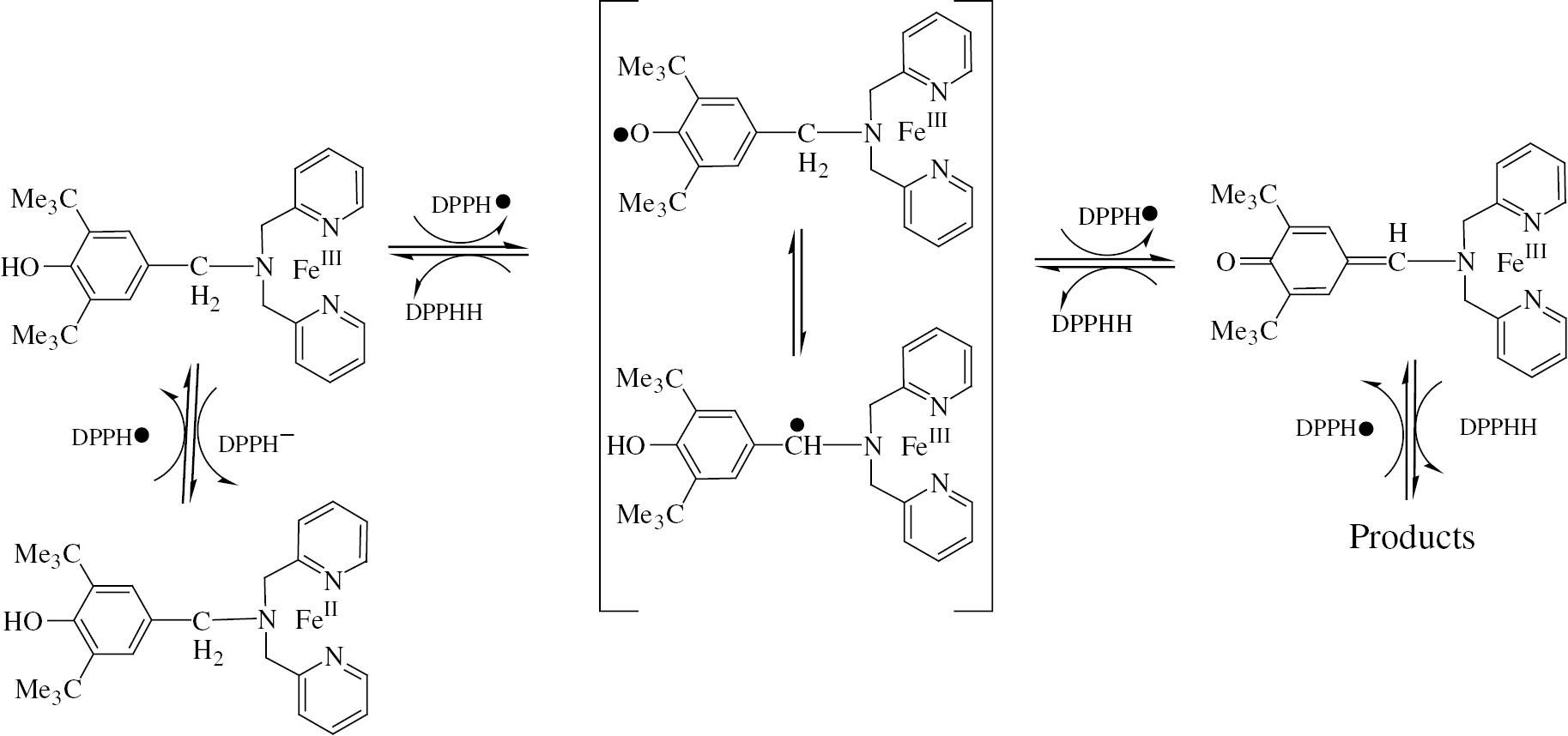 Scheme 5:
The possible reaction mechanism of 15b with DPPH.