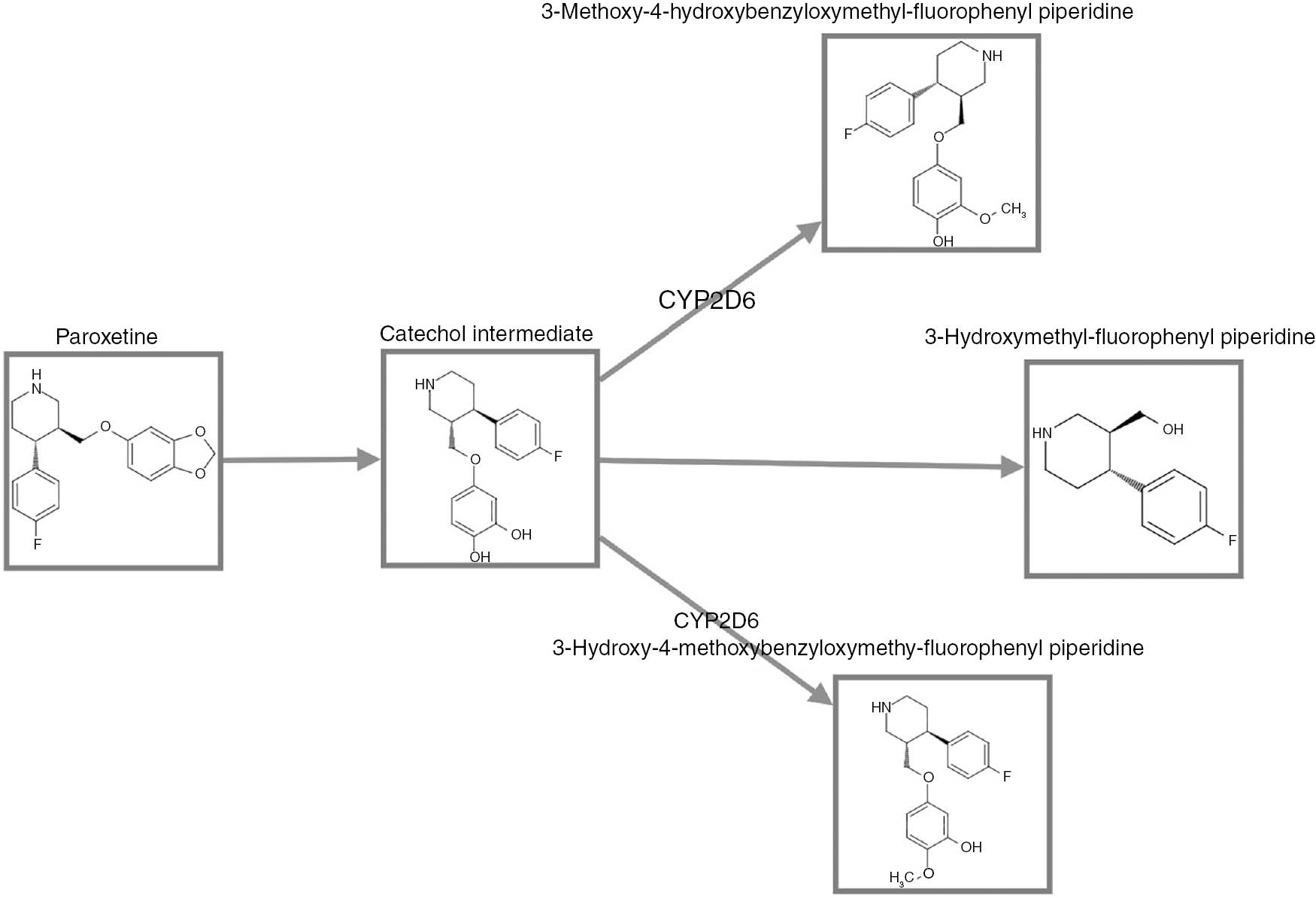Fig. 2: 
            Paroxetine metabolism pathway [29].
          