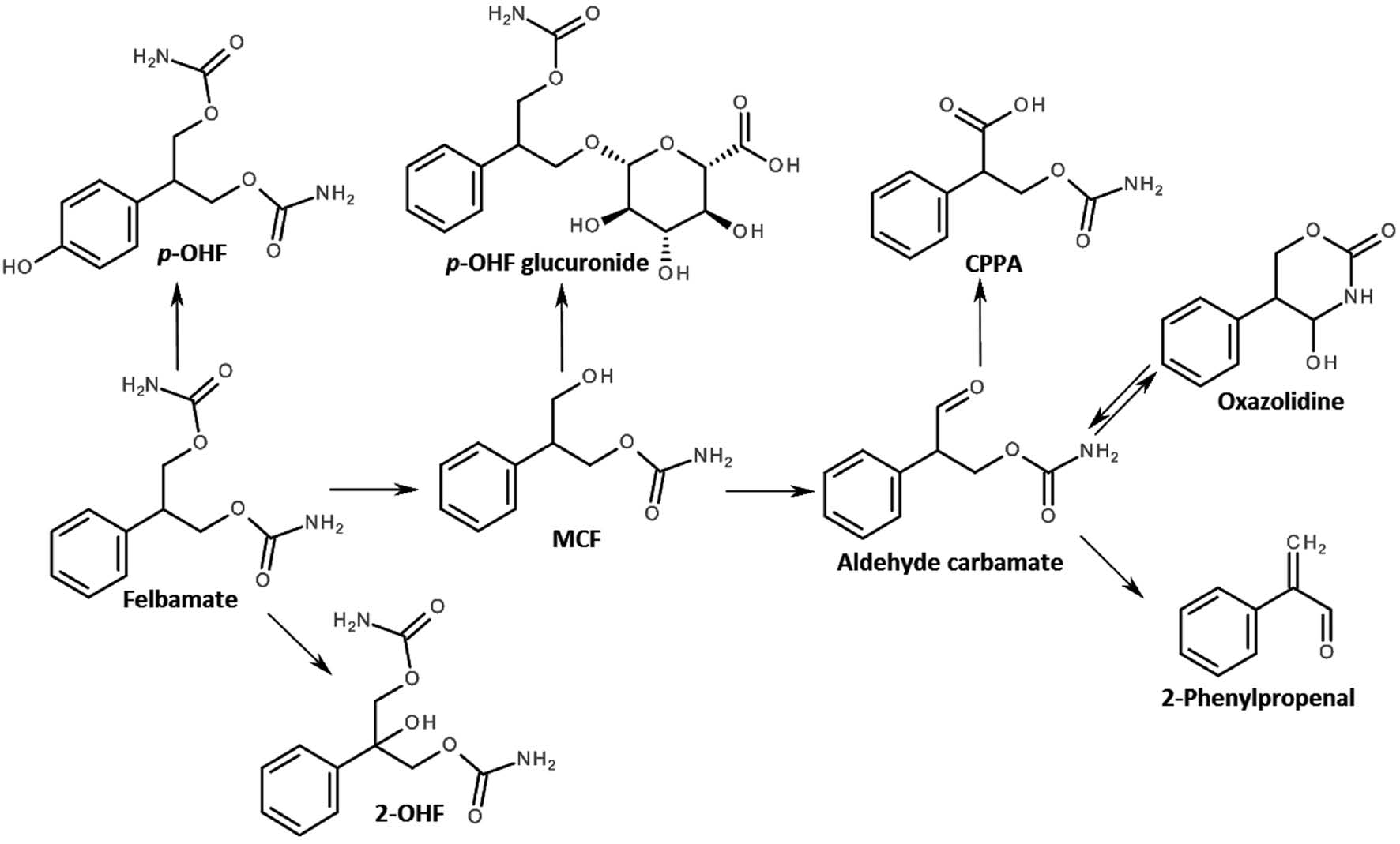 Fig. 3: 
            Felbamate metabolism pathway [30].
          