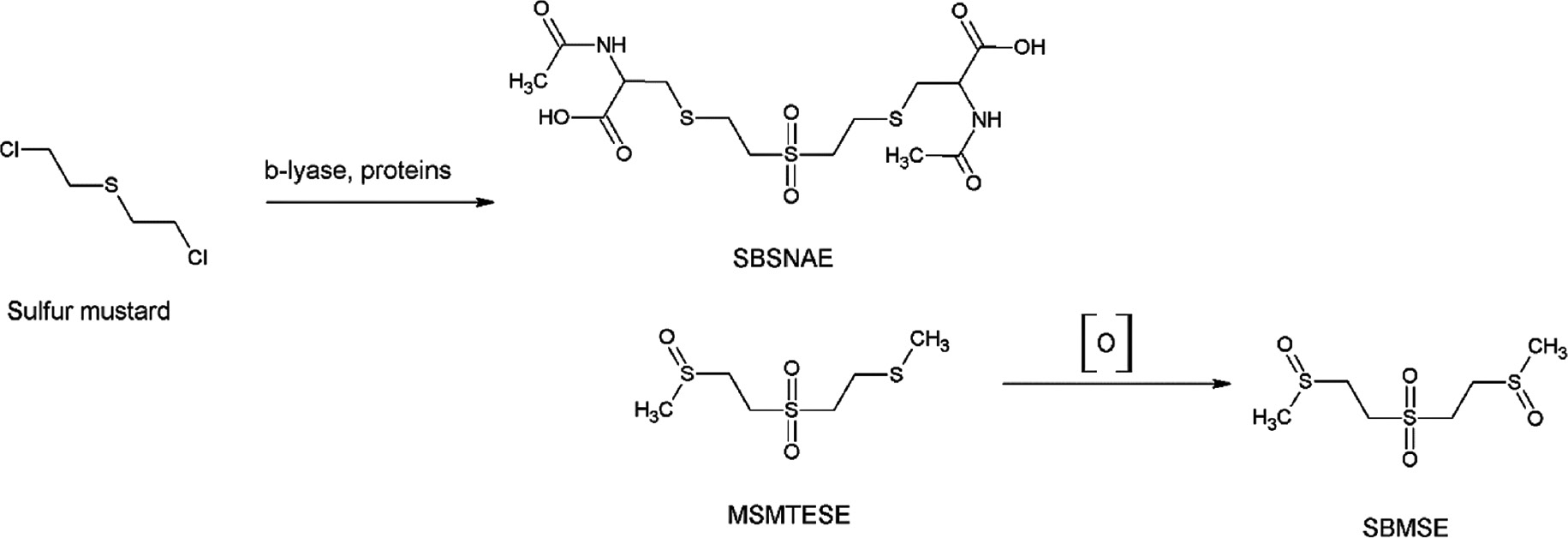 Fig. 7: 
            Products of mustard interaction with proteins in the presence of β-lyase.
          