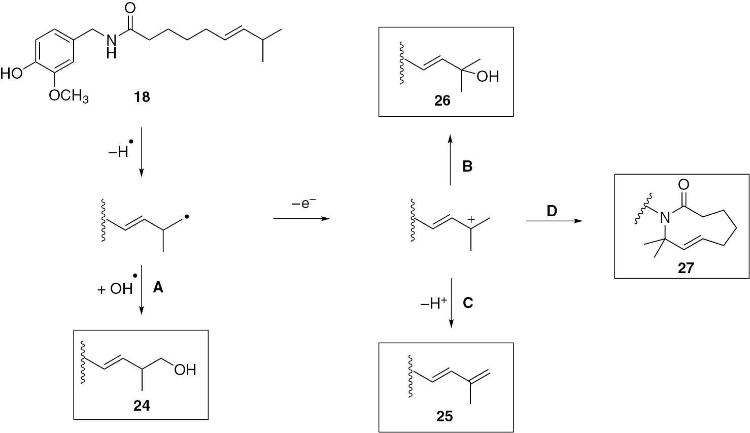 Fig. 6: P450s mediated metabolic pathway of 18 proposed by Reilly and Yost [56]. Four major metabolites are formed via ω-hydroxylation (A), ω-1-hydroxylation (B), dehydrogenation (C) and cyclisation (D). Simplified structures of the sidechains of the products are shown in boxes.