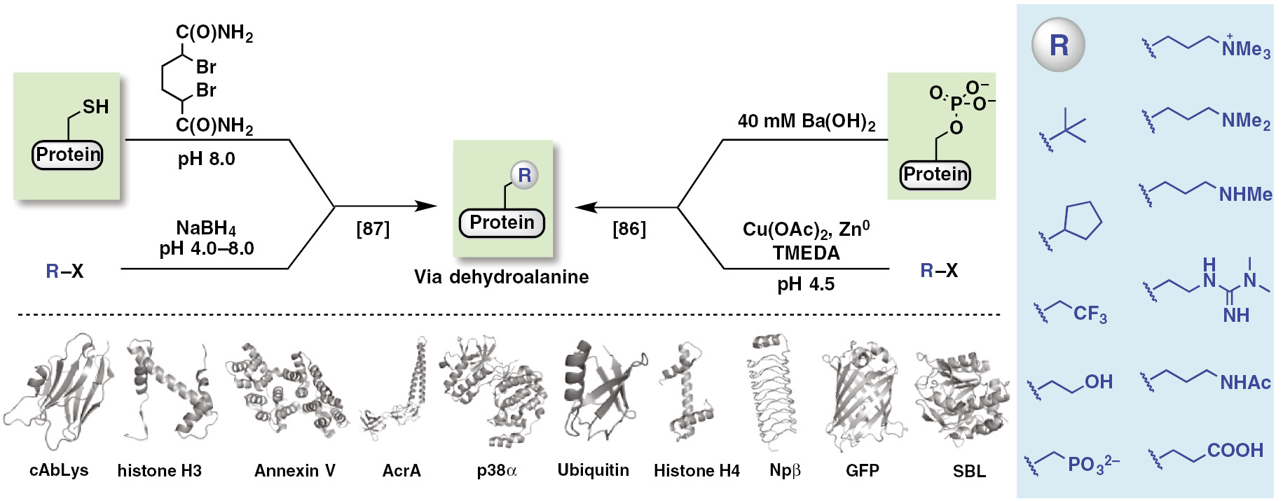 Fig. 6: 
              Metal-mediated alkylation of dehydroalanine [86], [87]: general scheme, protein substrates and select R-groups described in the published reports.
            