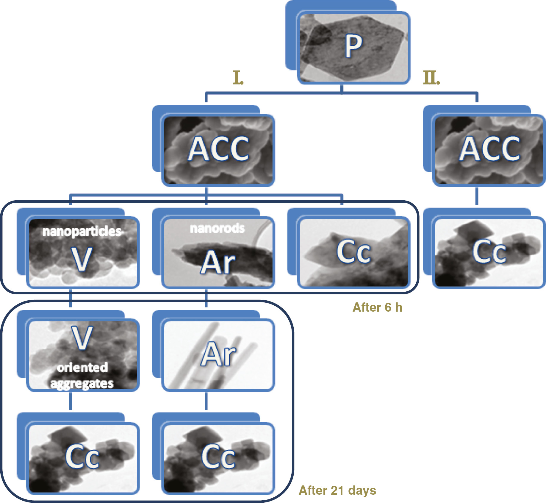 Fig. 6: 
            Crystallization paths of nanolime during carbonation in air in the presence and absence of adsorbed alcohol/alkoxide. The scheme shows the phase, mesostructure and morphology of precipitates (TEM images) and their temporal evolution in the presence (route I.) and absence (route II.) of adsorbed ethanol/ethoxide. P, portlandite; ACC, amorphous calcium carbonate; V, vaterite; Ar, aragonite; Cc, calcite. Reproduced from Rodriguez-Navarro et al. [95] with permission from The Royal Society of Chemistry.
          