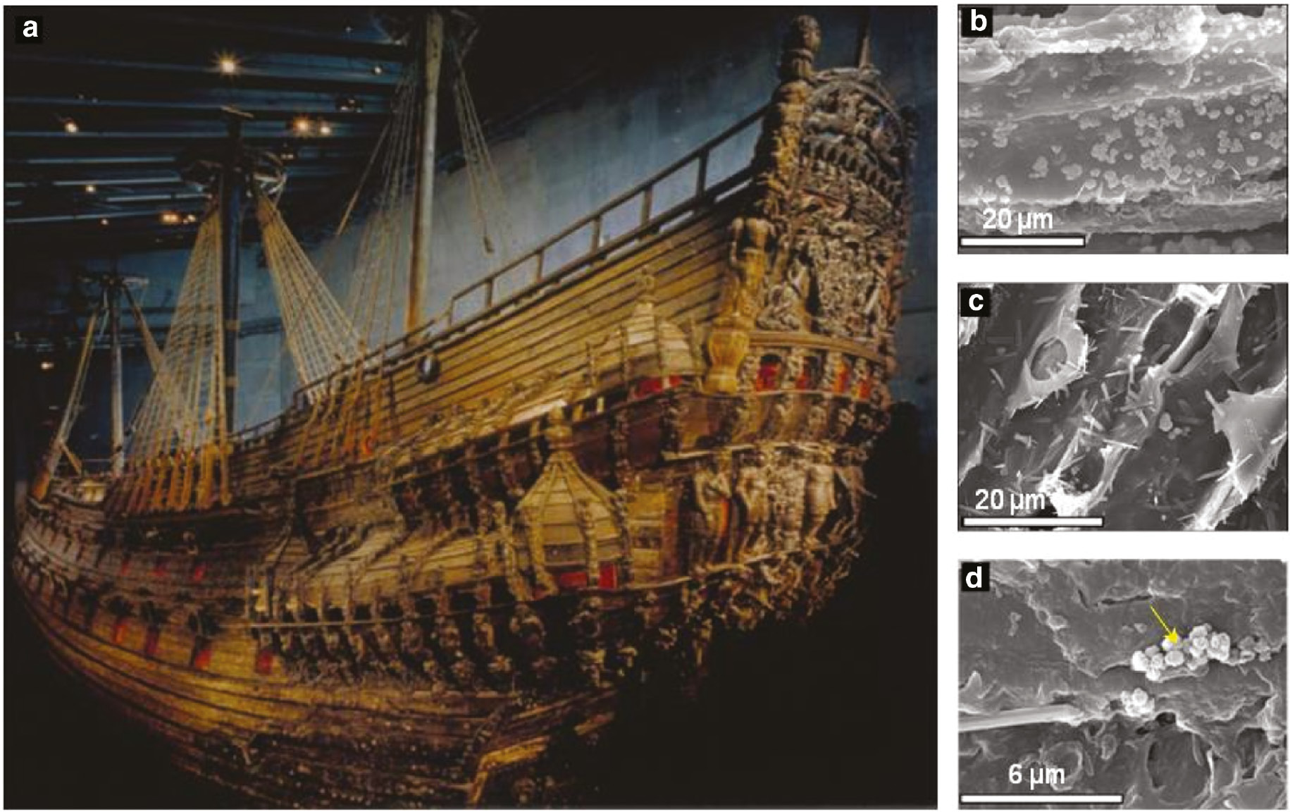Fig. 10: 
            The Vasa warship at the Vasa Museum, Stockholm. (a) General overview of the Vasa warship, which was affected by extensive acidification due to H2SO4 formation; (b) SEM photomicrographs of Vasa warship wood after treatment with nanolime. The Ca(OH)2 nanoparticles are observed on the wall fibers of wood, 1.5 cm below the wood surface; (c) fibrous gypsum crystals formed after deacidification; (d) calcium carbonate (arrow) alkaline reservoir. Panel (a) reprinted by permission from Macmillan Publishers Ltd: Nature (Gillon [133]), copyright (2002); Panels (b–d) adapted with permission from Giorgi et al. [74]. Copyright (2005) American Chemical Society.
          