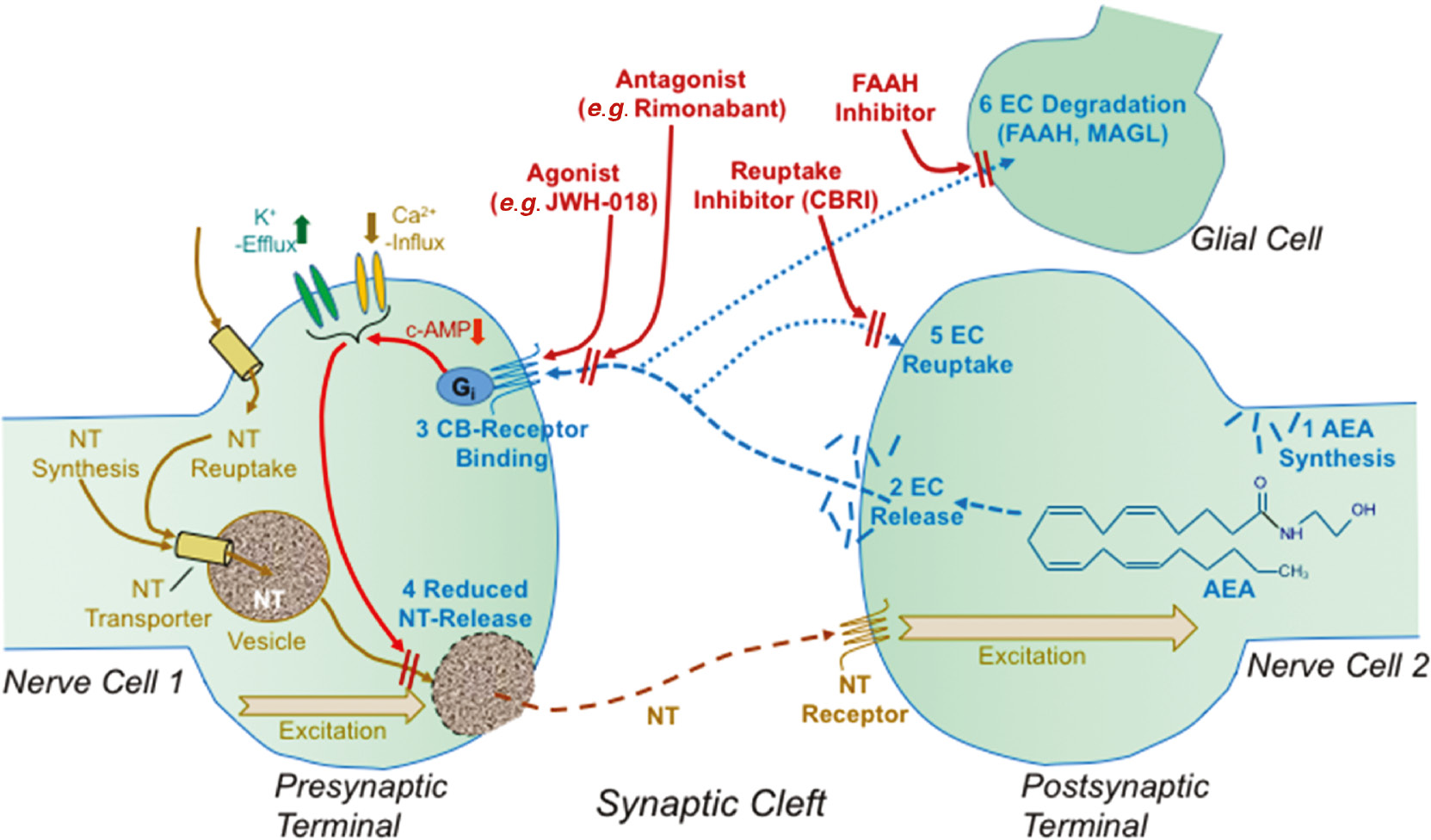 Fig. 4:
Endocannabinoid pathways (blue) and drug interactions (red) in the synapse. EC, such as AEA, are formed in the postsynaptic terminal from membrane phospholipids (Step 1) and released “retrograde” into the synaptic cleft (Step 2). They are then bound to one of the cannabinoid receptors on the presynaptic membrane (Step 3). This activates intracellular signaling pathways, involving Gi (inhibitory G-protein) and cyclic-adenosine monophosphate (c-AMP), and modifies ion channels (K+, Ca++). Finally, the release of the principal NT from the presynaptic membrane is attenuated (Step 4). The inactivation of EC in the synaptic cleft (Steps 5–6) proceeds by either the enzyme fatty acid amide hydrolase (FAAH, cleaves AEA) or the monoacylglycerol lipase (MAGL, cleaves 2-AG), or by reuptake into a cell. Also shown are the targets of cannabinoid agonists (e.g. JWH 018), antagonists (e.g. Rimonabant), cannabinoid reuptake inhibitors (CBRI), and FAAH inhibitors.