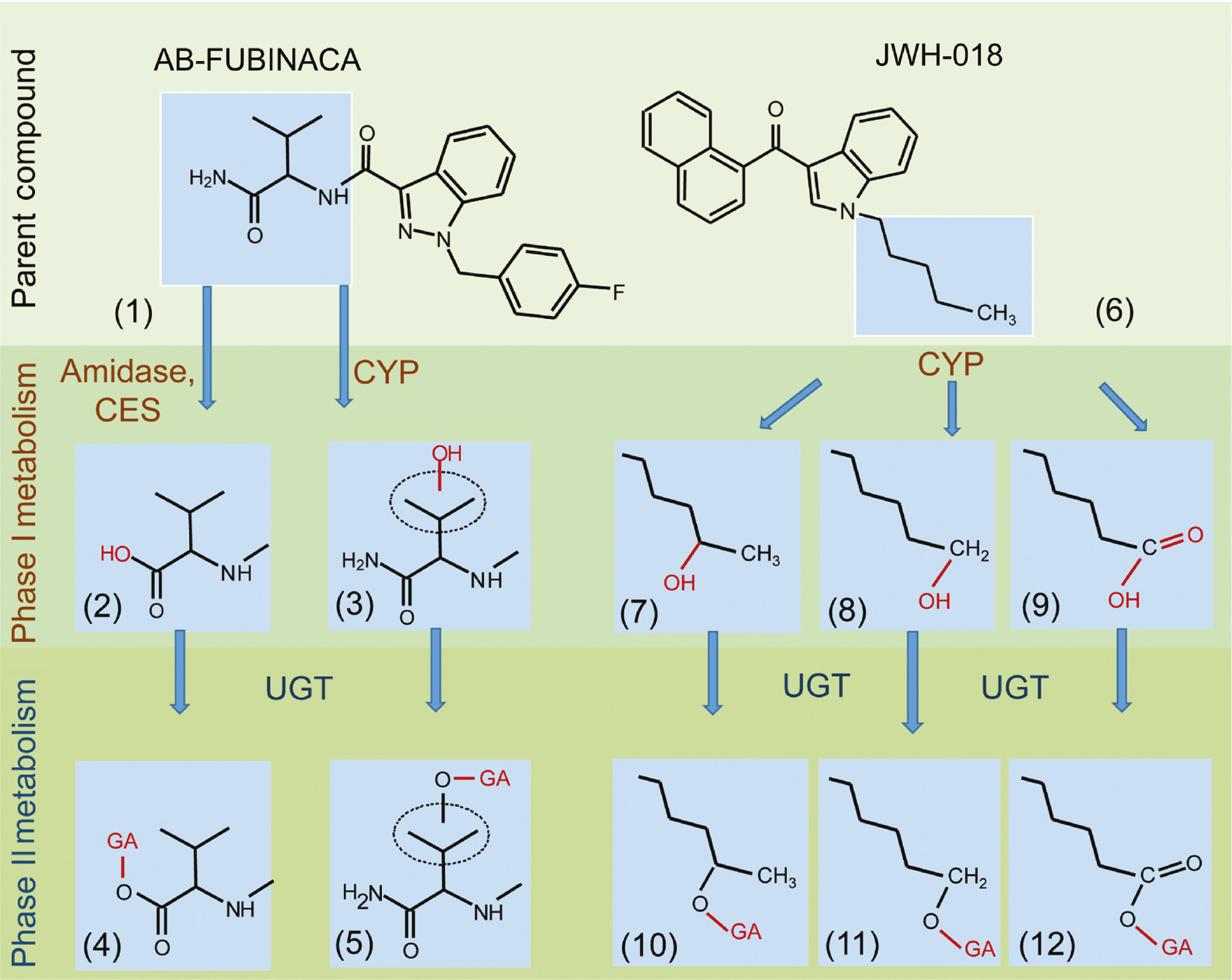 Fig. 6: 
          Chemical structures and metabolic pathways of AB-FUBINACA and JWH-018; AB-FUBINACA (1) AB-FUBINACA-COOH, (2) AB-FUBINACA monohydroxy (3), AB-FUBINACA-COOH glucuronide (4), AB-FUBINACA monohydroxy glucuronide (5), JWH-018 (6) JWH-018 N-(4-hydroxypentyl) (7), JWH-018 N-(5-hydroxypentyl) (8), JWH-018 N-pentanoic acid (9), JWH-018 N-(4-hydroxypentyl) glucuronide (10), JWH-018 N-(5-hydroxypentyl) glucuronide (11), JWH-018 N-pentanoic acid glucuronide (12). CES, Carboxylesterase; CYP, Cytochrome P450; GA, glucuronic acid; UGT, Uridine 5′-diphospho-glucuronosyltransferase. AB-FUBINACA pathway: see [106]; JWH-018 pathway: see [107].
        
