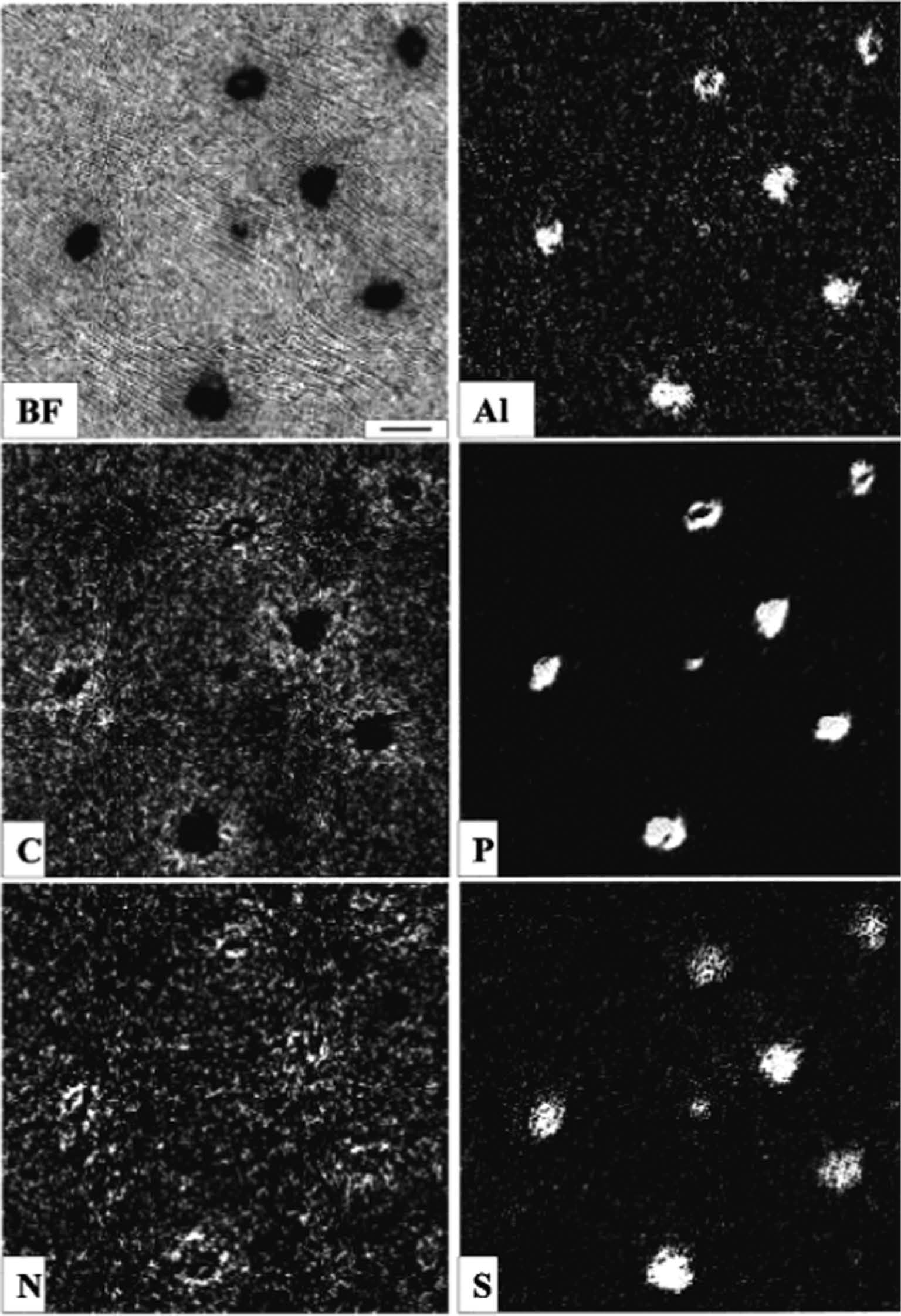 Fig. 1: 
						Bright-field and elemental distribution images of a thin film cast from dialysed natural rubber latex. Scale bar is 150 nm. (From Ref. [17], by permission of Elsevier.)
					