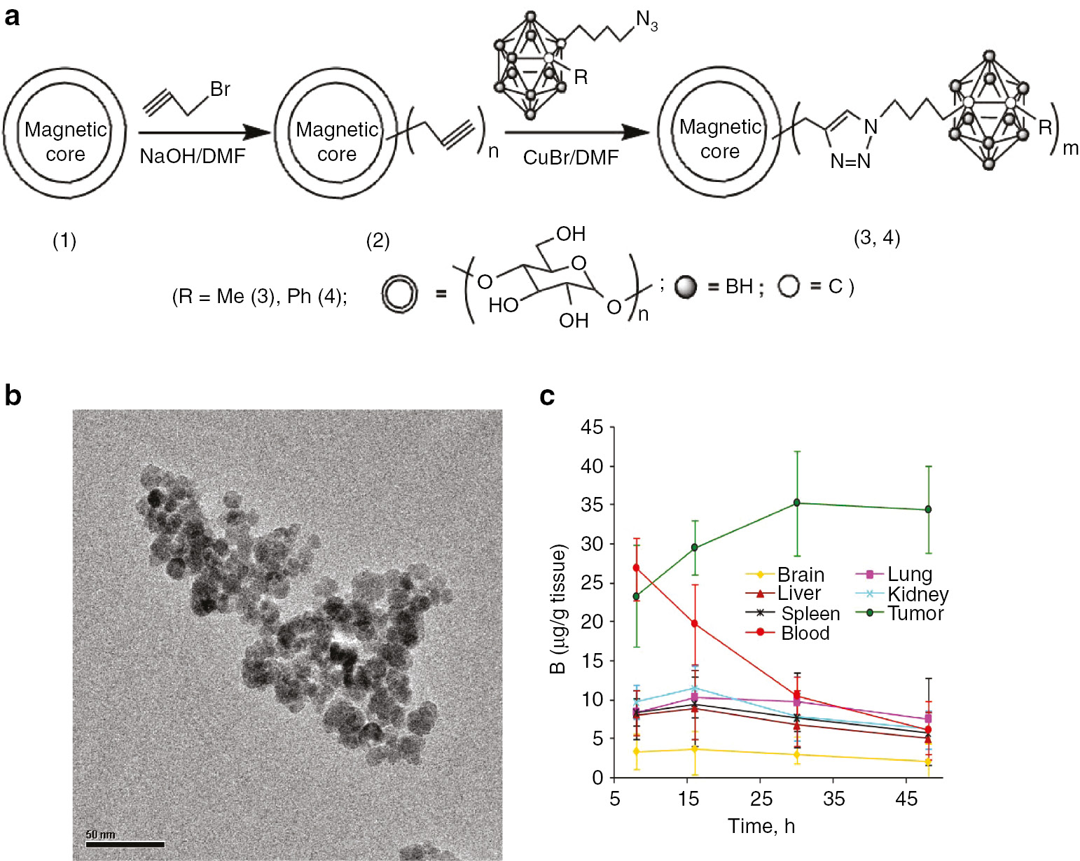 Fig. 2: 
            (a) Synthesis, (b) TEM image and (c) biodistribution of the encapsulated magnetic nanocomposites.
          