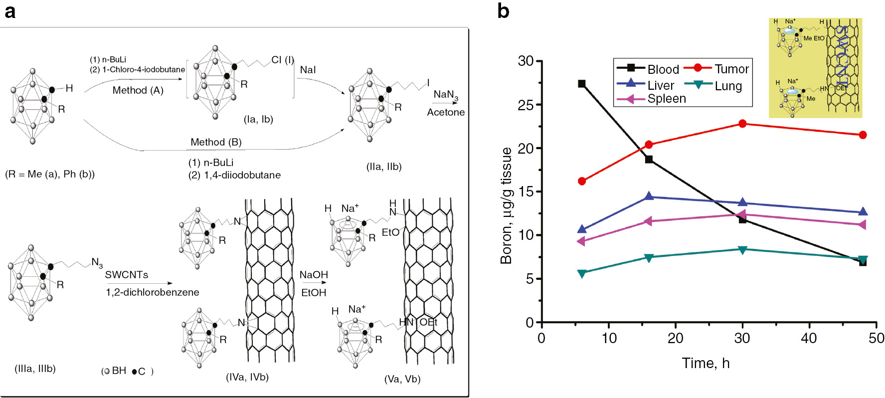 Fig. 6: 
            Synthesis (a) and biodistribution (b) of carborane-linked CNTs.
          