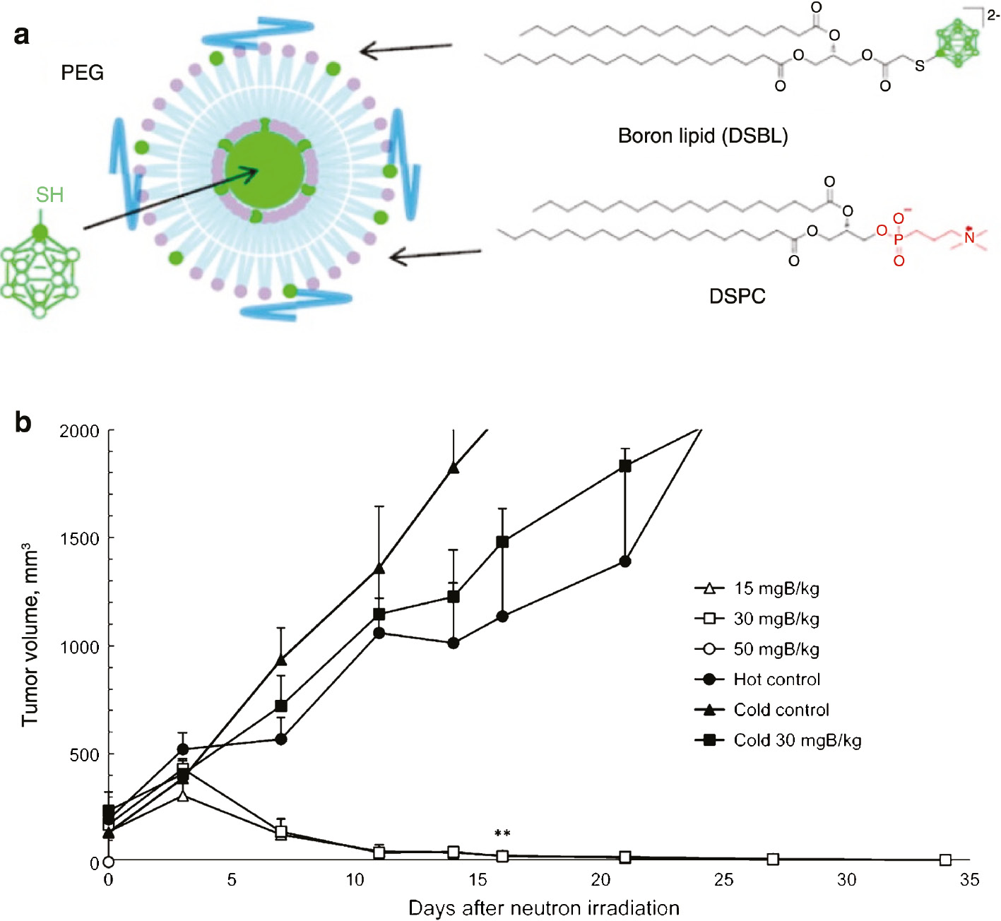 Fig. 9: 
            Structures of distearoylphosphatidylcholine (DSPC) and boron ion cluster lipids (a), and tumor volumes in mice bearing colon 26 solid tumor (b).
          