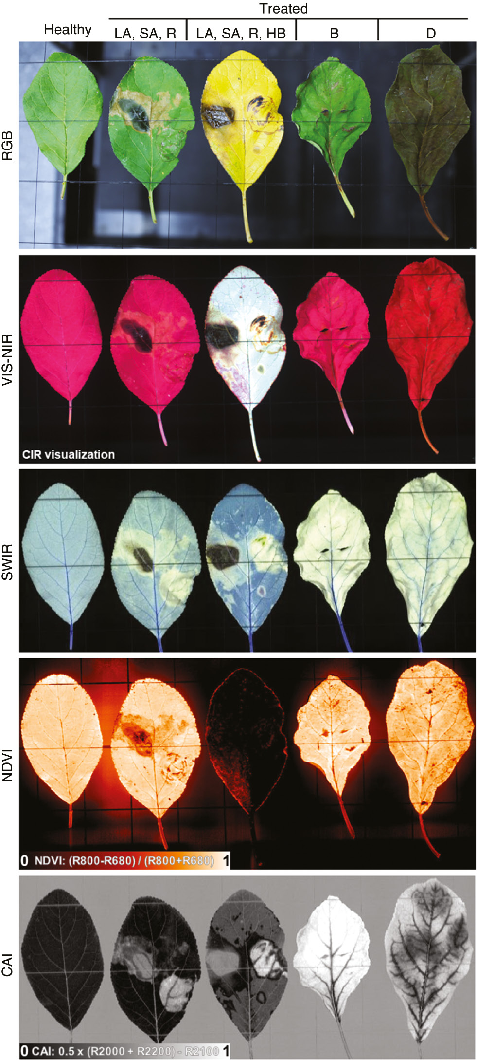 Fig. 2: Apple leaves treated with 95% sulfuric acid for 10 (LA) or 2 (SA) s, roasted (R) or charred (HB) by a glowing coin, moved through a Bunsen burner (B) or dried at 55°C for 7 min (D). RGB image were taken immediately after treatment with a digital camera (EOS 6D, Canon, Tokyo, Japan). Hyperspectral images were taken in the visual-near-infrared (VIS-NIR) range with the ImSpector PFD V10E (Spectral Imaging Ltd., Oulu, Finland) in the shortwave-infrared (SWIR) with the ImSpector N25E (Spectral Imaging Ltd., Oulu, Finland). Normalized Difference Vegetation Index (NDVI) was computed to assess leaf vitality and the Cellulose Absorption Index (CAI) to analyze non-photosynthetically biomass (CIR, color-infrared).