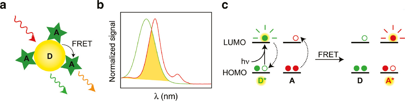 Fig. 3: 
						(a) Schematic of a QD donor (D)/fluorophore acceptor (A) construct. The QD serves as a photon antenna and transfers the absorbed energy to the acceptor, promoting it to an excited electronic state. (b) Illustration of spectral overlap between donor emission () and acceptor absorption (). (c) Molecular orbital representation of FRET. Adapted with permission from [28]. Copyright 2014 American Chemical Society.
					