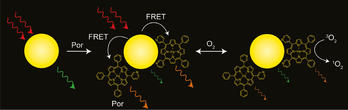 Fig. 7: 
						Schematic representation of the QD–Pd(II) porphyrin self-assembled sensor. Upon porphyrin binding, QD photoluminescence is quenched and the absorbed energy is transferred to the surface-bound porphyrin by FRET, promoting it to an excited state. Porphyrin phosphorescence is quenched by oxygen while the QD is unaffected, resulting in a ratiometric optical response. Reprinted with permission from [131]. Copyright 2013 American Chemical Society.
					