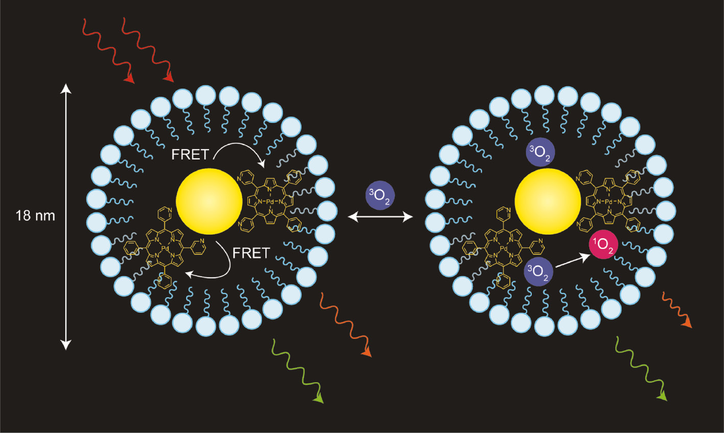 Fig. 8: 
						Schematic representation of the micelle-encapsulated QD–Pd(II) porphyrin sensor. Oxygen can freely diffuse into the micelle and quench the Pd(II) porphyrin. QD photoluminescence is unaffected, resulting in a ratiometric response. Reprinted with permission from [133]. Copyright 2015 American Chemical Society.
					