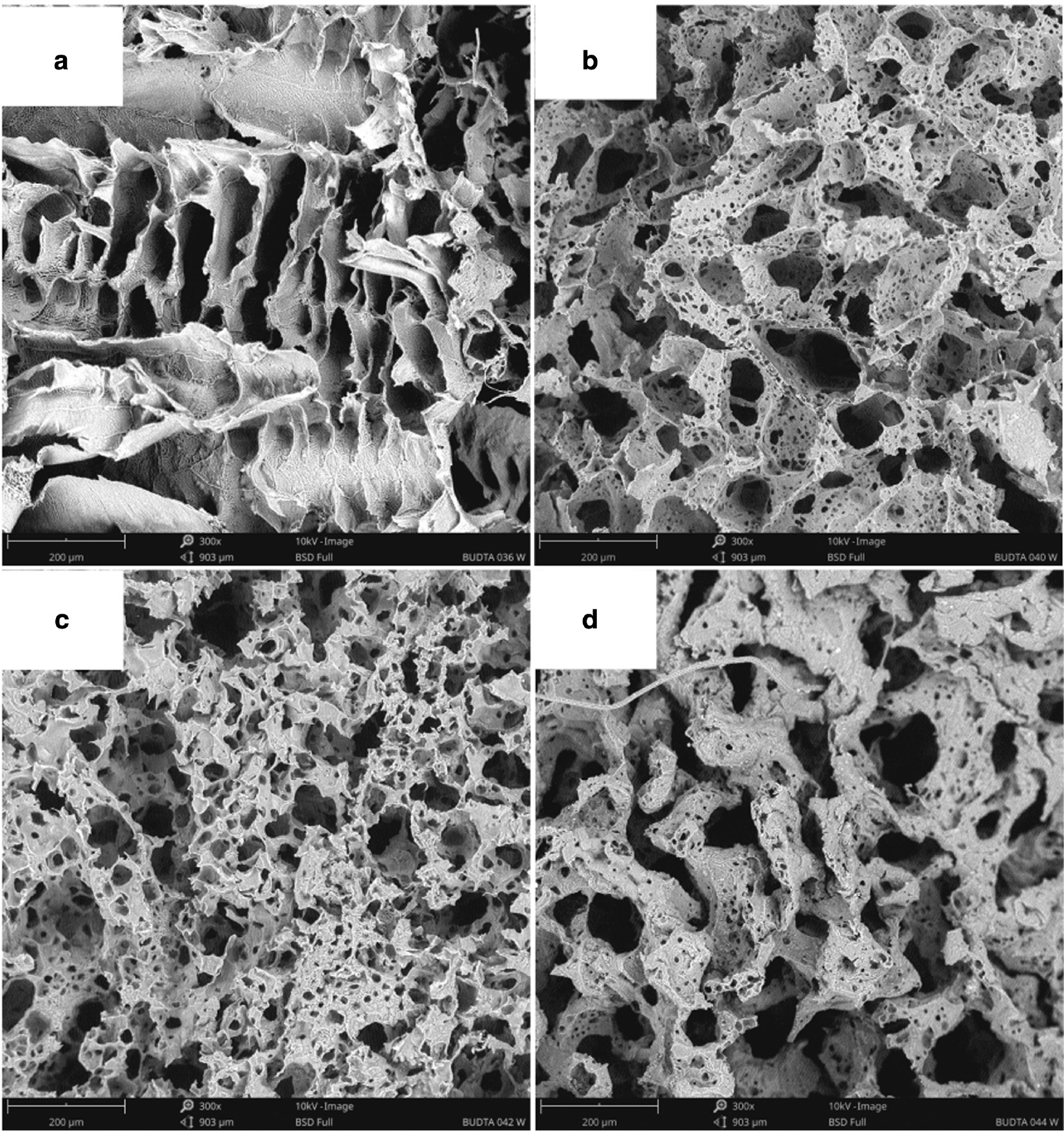 Fig. 3: SEM images of poly-L-lactide bone implants prepared under following conditions: 5 wt% PLLA solution in 1,4-dioxane, pouring temperature: 27°C, porophore/PLLA solution in 1,4-dioxane volume ratio: 0 (a), 0.03 (b), 0.08 (c), 0.1 (d). 300× magnification.