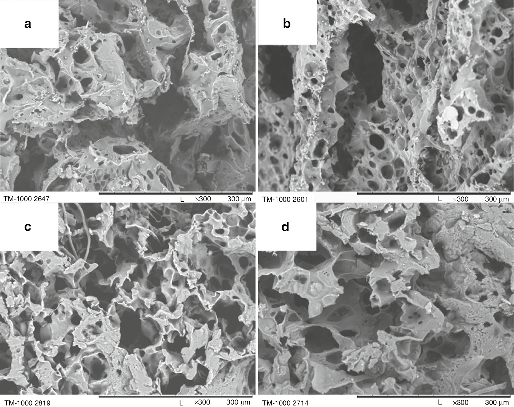 Fig. 4: SEM images of poly-L-lactide bone implants prepared under following conditions: PLLA concentration by weight in 1,4-dioxane: 3 wt% (a, b), 7 wt% (c, d); porophore/ PLLA solution in 1,4-dioxane volume ratio: 0.08; pouring temperature: 27°C (a, c), 47°C (b, d). 300× magnification.