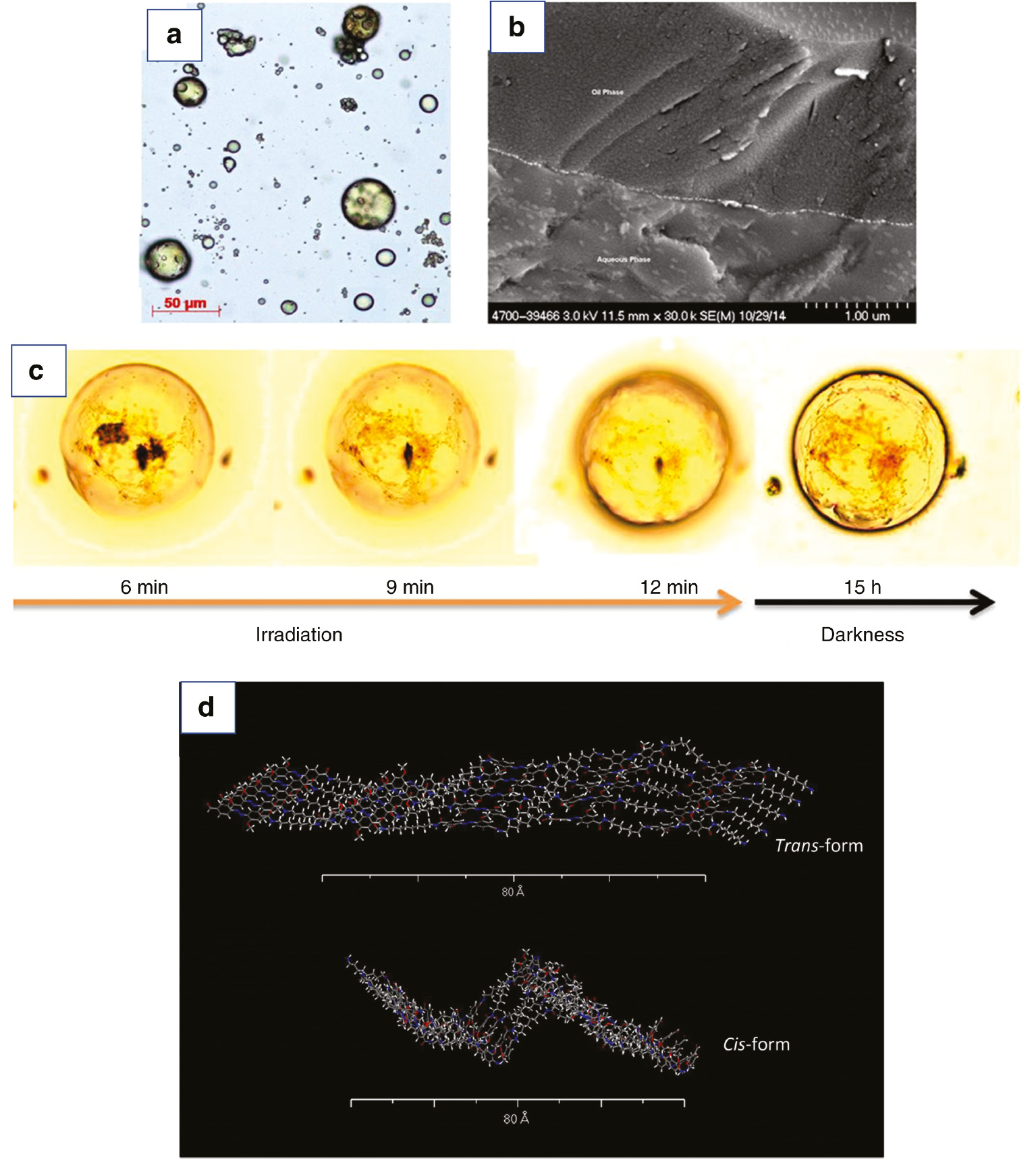 Fig. 4: (a) Optical micrograph of the capsules after preparation; (b) SEM micrograph of the microcapsules cross-section; (c) optical micrographs of microcapsule morphology changing during irradiation with visible light emitted from a microscopy bulb; (d) trans (a) and cis (b) structures of azobenzene polymer forming microcapsule shell.