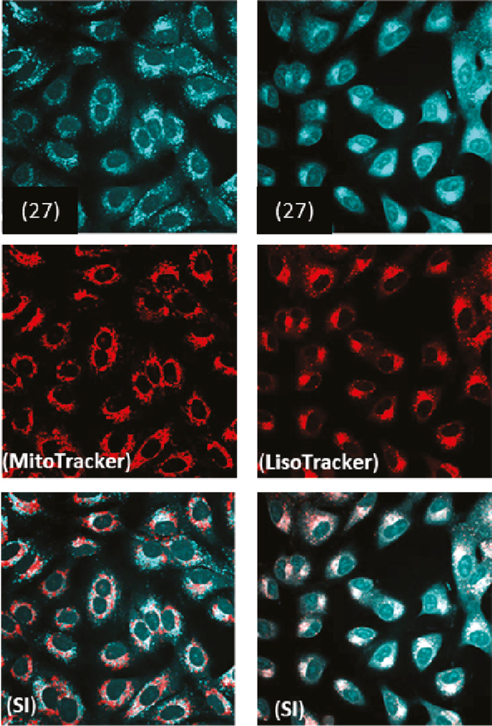 Fig. 5: Images of A549 cells incubated with complex 27 and MitoTracker (left column), 27 and LysoTracker (right column) 27 for 24 h (C=1/2 of IC50). Excitation at 405 nm: emission from 27 (blue emission) and at 577 nm: emission from either the LysoTracker or MitoTracker (red emission). SI: superimposition image of complex and internal dye.