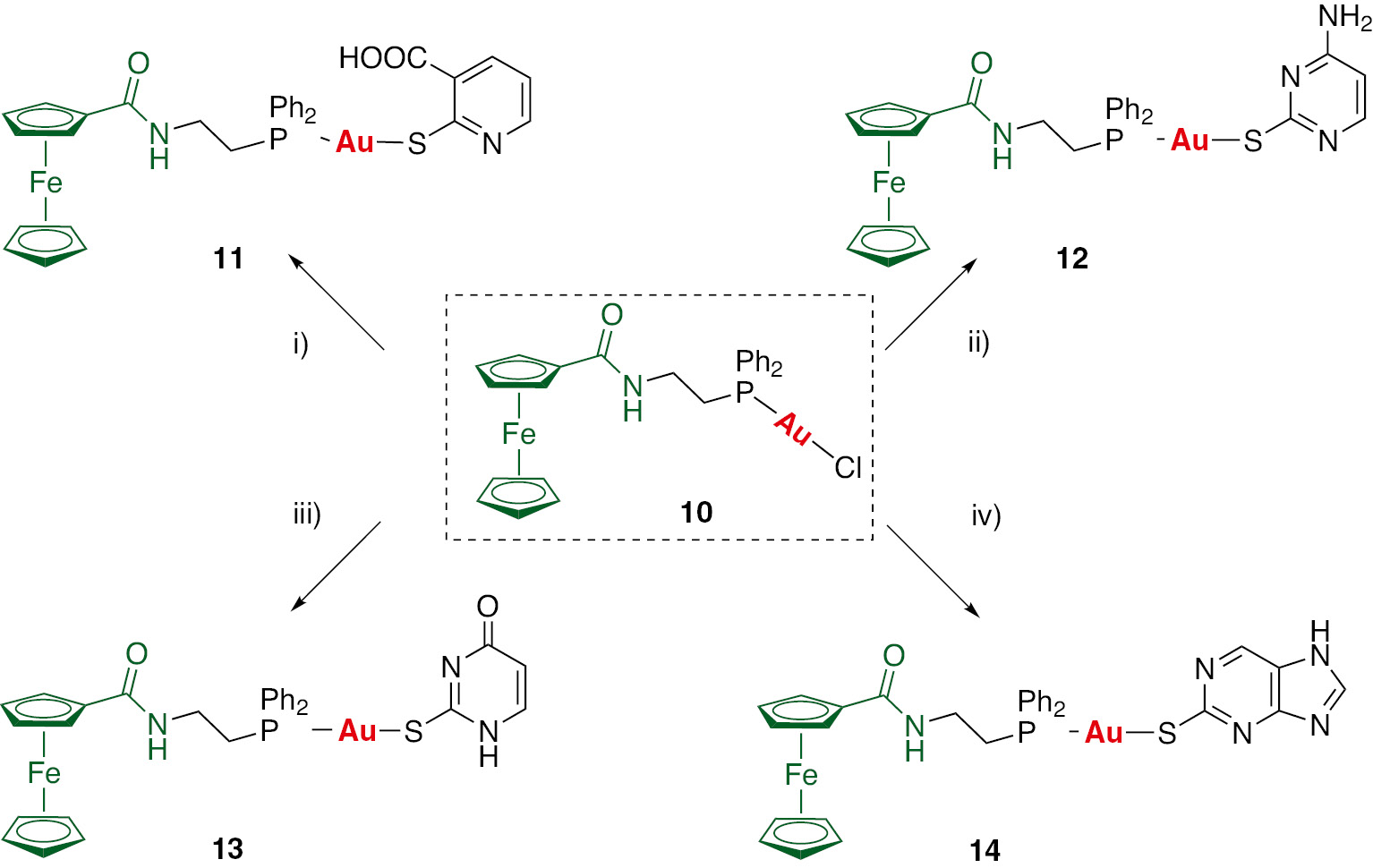 Scheme 1: Synthesis of thiolate gold complexes 11–14 with the ligand PPh2CH2CH2NHCOFc. (i) 2-mercaptonicotinic acid+K2CO3, (ii) 2-thiocytosine+K2CO3, (iii) 2-thiouracil+K2CO3, (iv) 2-mercaptopurine+K2CO3.