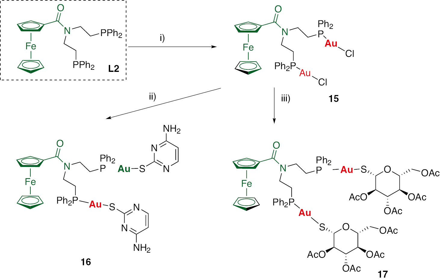 Scheme 2: Synthesis of gold complexes with the ligand (PPh2CH2CH2N)COFc. (i) 2 [AuCl(tht)], (ii) 2-thiocytosine+K2CO3, (iii) 2,3,4,6-tetra-6-acetyl-1-thiol-β-D-glucopyranosato+K2CO3.