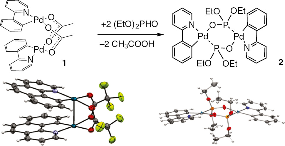 Scheme 5: 
          Dipalladacycle intermediates.
        