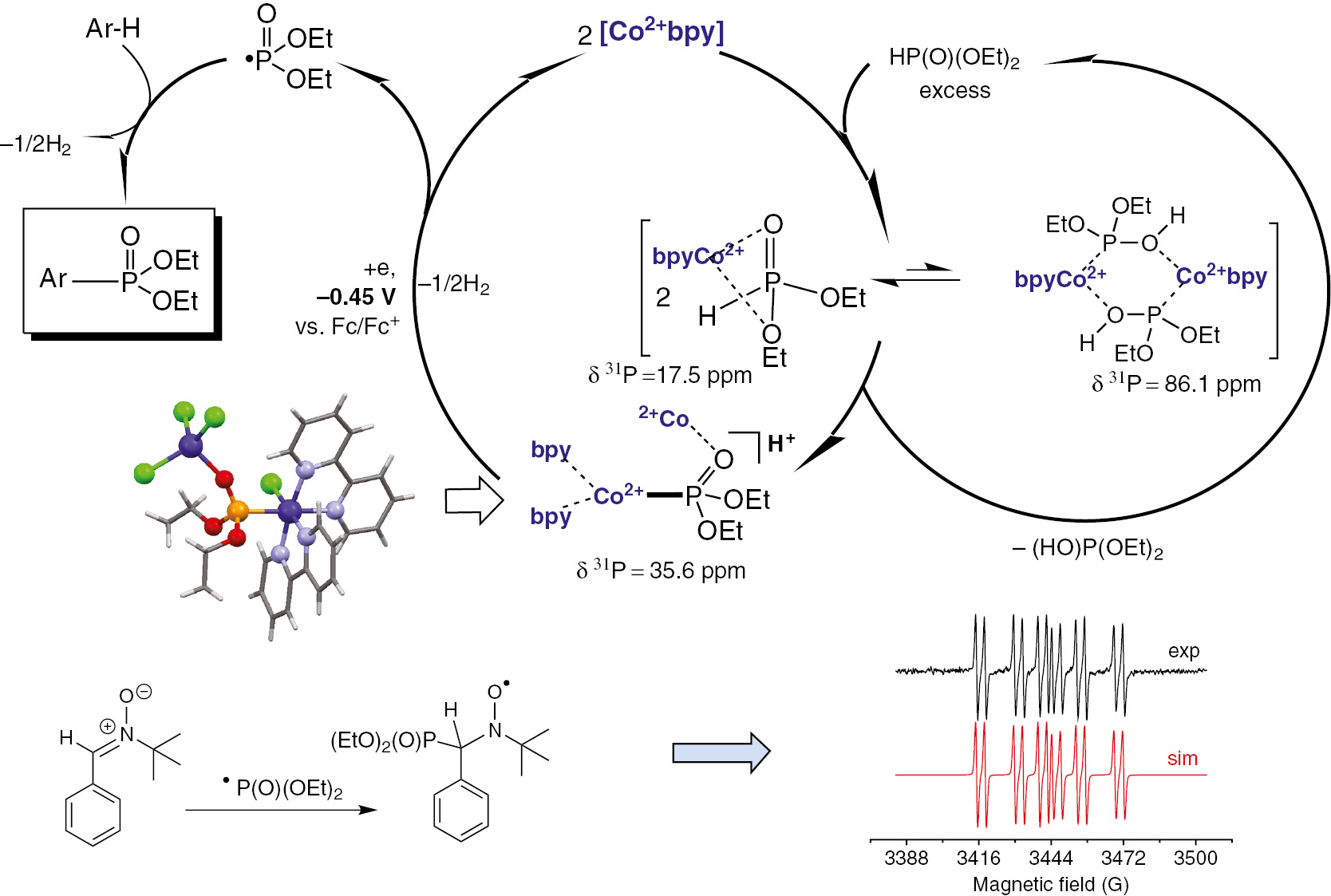 Scheme 12: 
          Radical mechanism of Co-catalytic phosphonation reaction.
        