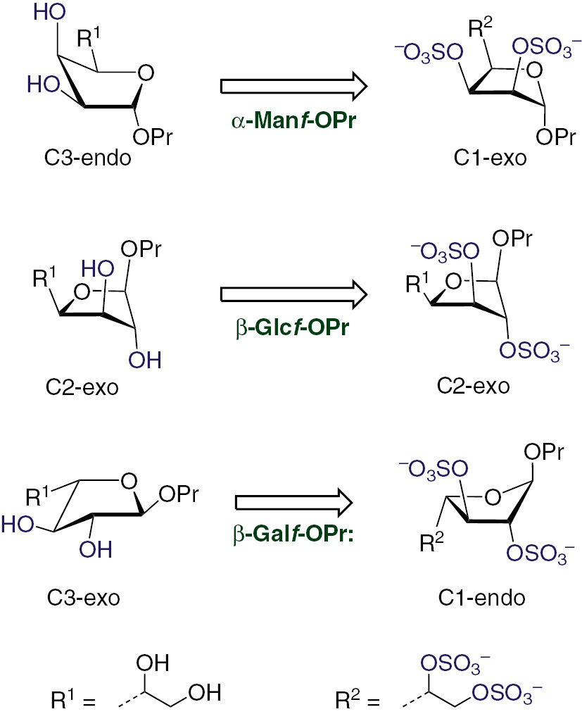 Fig. 5: Conformation of furanoside ring in low-energy conformers for non-sulfated and per-O-sulfated propyl furanosides.