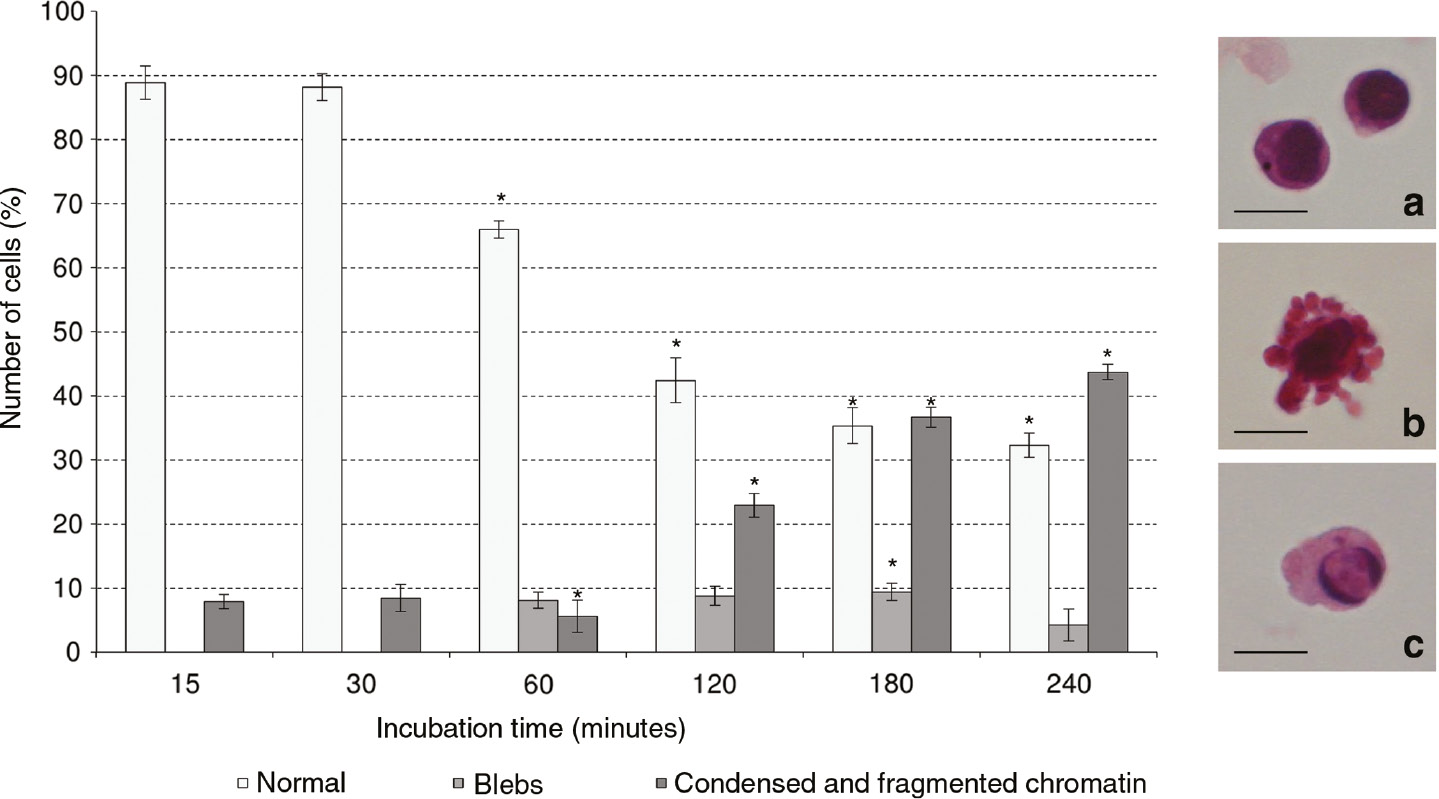 Fig. 1: 
            Effect of 1 h CM derived by apoptotic U937 cells on morphology of THP-1 cells (bystander cells) cultured for different times (15, 30, 60, 120, 180 and 240 min). The morphological changes of bystander cells were observed by using the light microscope after haematoxylin/eosin staining. At least 500 cells were scored for each time point. The values are the mean±S.D. of three independent experiments. The asterisks indicate significant values (p<0.05) vs. culture in RPMI medium ones at the same time point. (a) Normal THP-1 cells; (b) THP-1 cells with blebs; (c) THP-1 cells with condensed and/or fragmented chromatin. Bars: 10 μm.
          