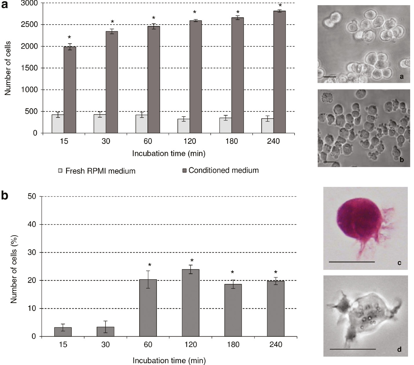 Fig. 2: 
            Effect of 1 h CM derived by apoptotic U937 cells on morphological differentiation signs of THP-1 cells (bystander cells) cultured for different times (15, 30, 60, 120, 180 and 240 min). The adhesion to substrate was observed by phase contrast microscope (b) and the attached cells in an area 10 cm×10 cm were counted for each time point. The emission of filopodia in bystander cells was observed by phase contrast microscope (d) and light microscope after haematoxylin/eosin staining (c); at least 500 cells were scored for each time point. The values are the mean±S.D. of three independent experiments. The asterisks indicate significant values (p<0.05) vs. culture in RPMI 1640 medium ones at the same time point. (a) Floating THP-1 cells; (b) attached to substrate THP-1 cells; (c), (d) THP-1 cells with filopodia. Bars: 10 μm.
          