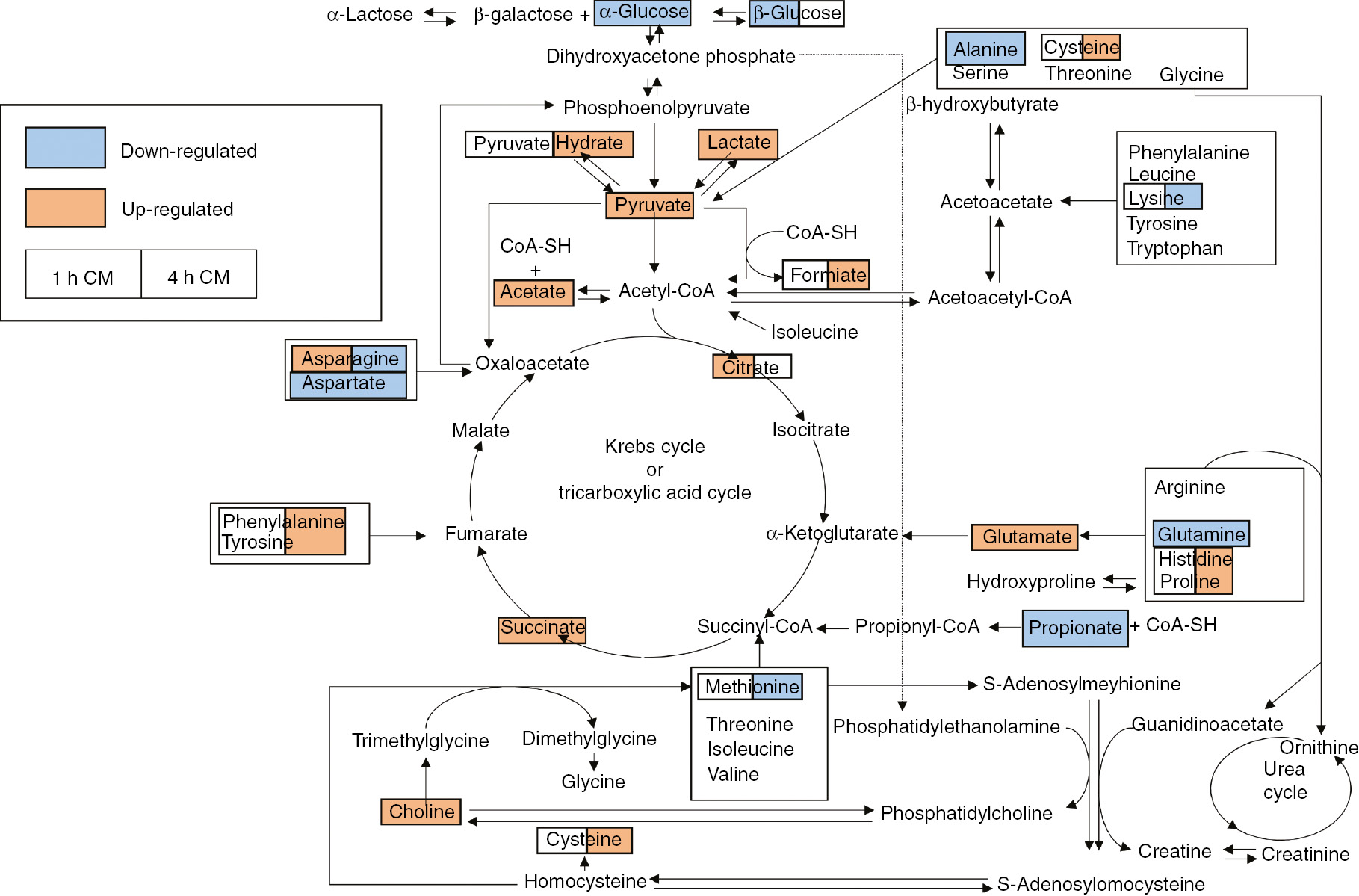 Fig. 4: 
          Schematic diagram of the perturbed metabolic pathways that were detected by the NMR analysis, showing the interrelationship of the identified metabolic pathways. The colour on the left side and right side of the box indicate that the metabolites were found in the 1 h CM and 4 h CM, respectively. The orange metabolites were upregulated in the CM groups compared to the RPMI 1640 fresh culture group, while the blue metabolites were downregulated in the CM groups compared to the RPMI 1640 fresh culture group.
        