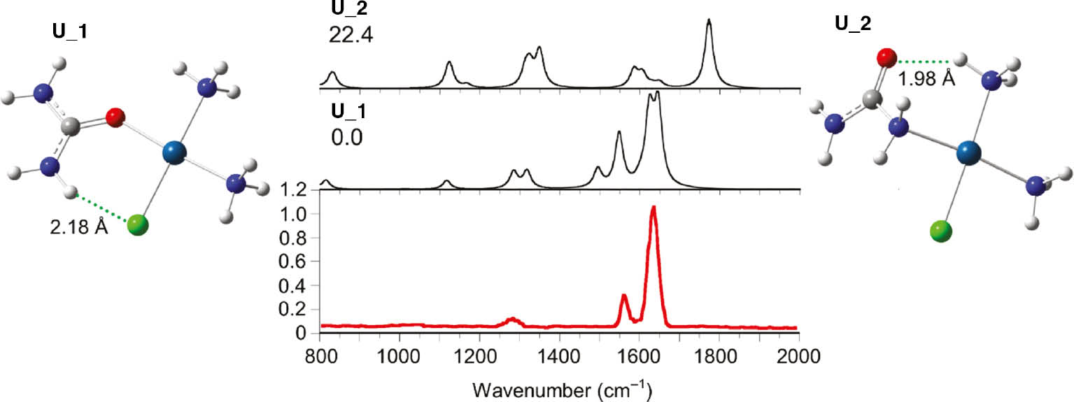 Fig. 3: IRMPD spectrum of cis-[PtCl(NH3)2(Urea)]+ (red profile) compared with calculated harmonic IR spectra of U_1 and U_2 isomers optimized at the B3LYP/6-311+G(d,p) (Pt=LANL2TZ) level (black profiles). Relative free energy at 298 K, in kJ mol−1, is given under each U_1/2 label. Theoretical spectra are scaled by a 0.974 factor.