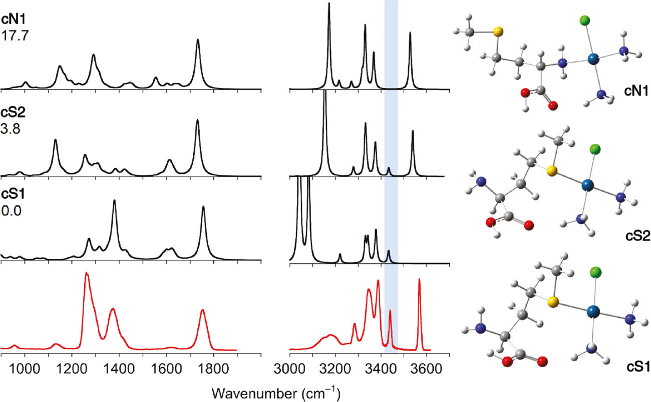 Fig. 9: IRMPD spectrum of cis-[PtCl(NH3)2Met]+ (red profile), compared with calculated unscaled anharmonic spectra of selected isomers at the B3LYP/6-311++G(2df,pd) level using the 6-311++G(3df) basis set for S and the pseudopotential LANL2TZ-f for Pt. The corresponding optimized geometries are shown on the right. Relative free energies at 298 K in kJ mol−1 are reported.
