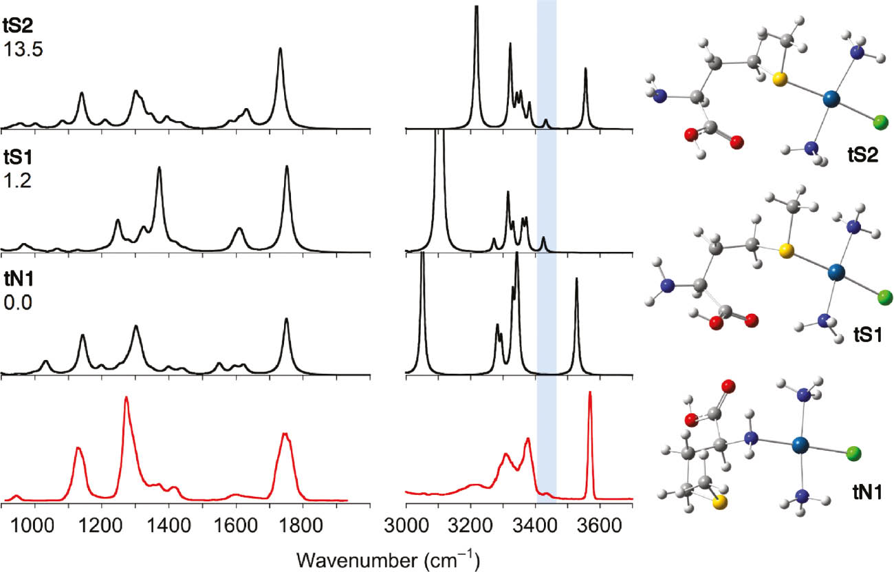 Fig. 10: IRMPD spectrum of trans-[PtCl(NH3)2Met]+ (red profile), compared with calculated unscaled anharmonic spectra of selected isomers at the B3LYP/6-311++G(2df,pd) level using the 6-311++G(3df) basis set for S and the pseudopotential LANL2TZ-f for Pt. The corresponding optimized geometries are shown on the right. Relative free energies at 298 K in kJ mol−1 are reported.