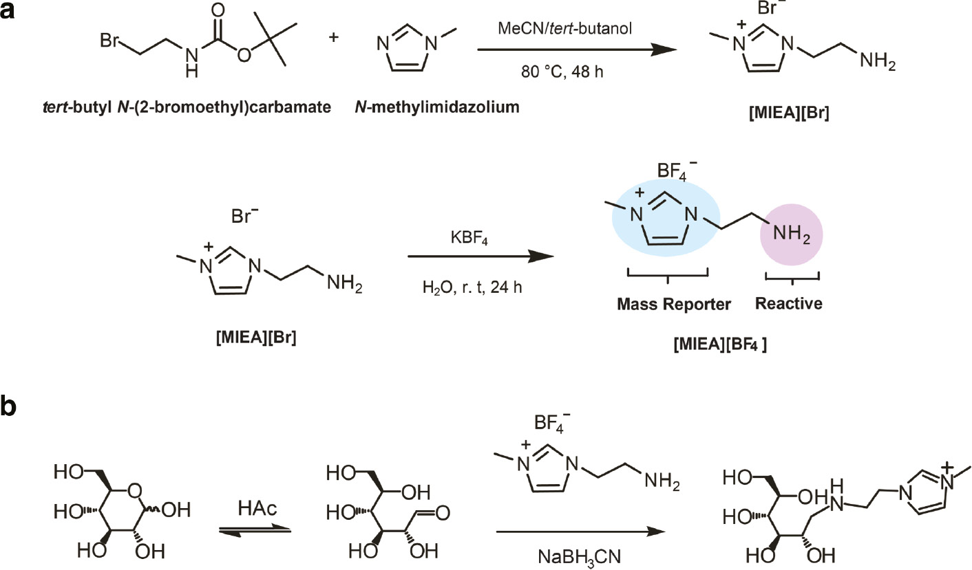 Scheme 1: The synthetic route of [MIEA][BF4] and derivation of glycoses and aminoglycosides.