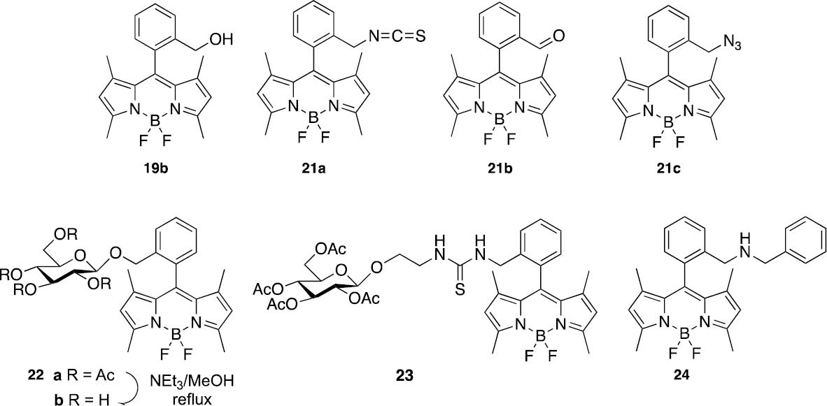Fig. 3: Collection of BODIPYs with different anchoring functionalities (19b, 21a–c) and BODIPY conjugates obtained therefrom (22–24).